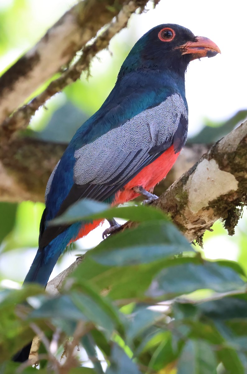 Slaty-tailed Trogon - Sally Veach