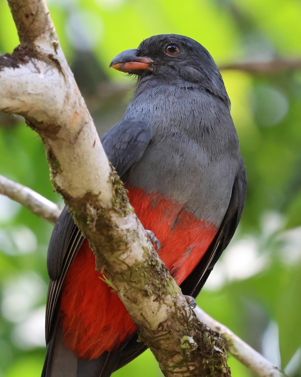 Slaty-tailed Trogon - Sally Veach