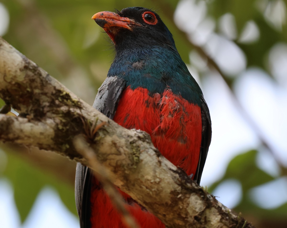 Slaty-tailed Trogon - Sally Veach