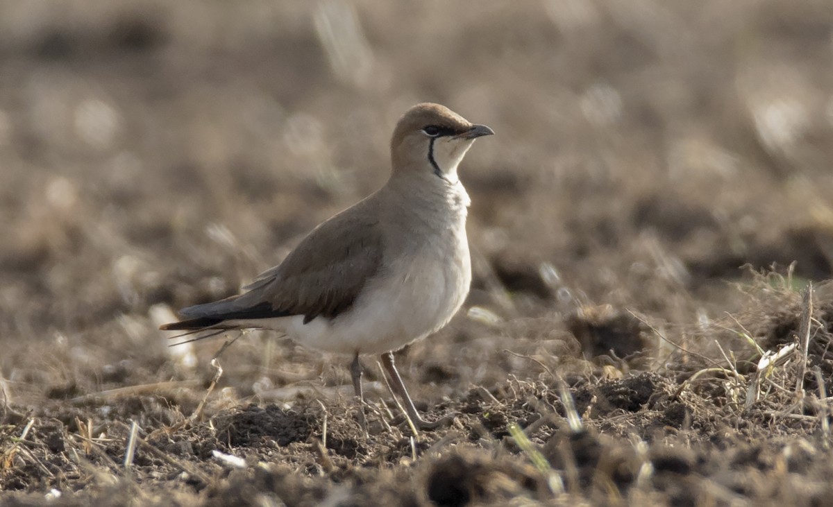 Black-winged Pratincole - Manuel Antonio Suárez Caballero