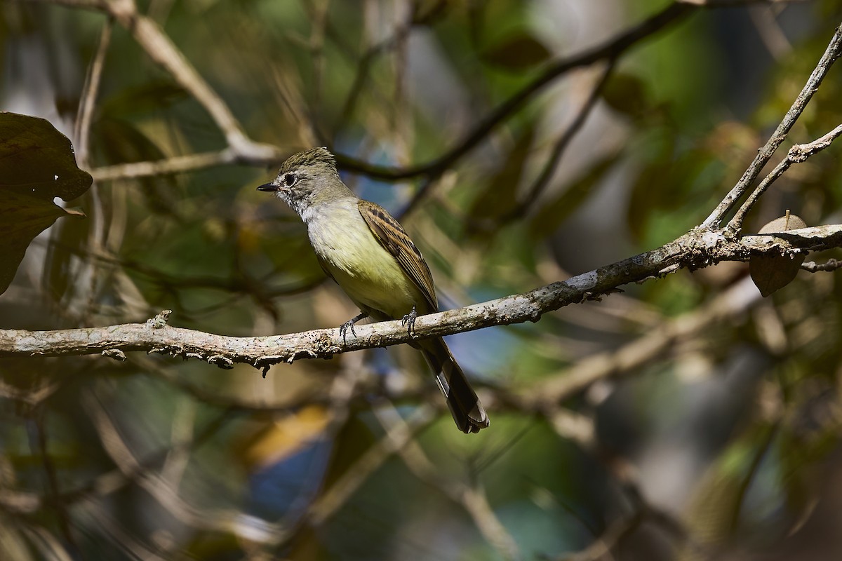 Flammulated Flycatcher - Mark Stackhouse