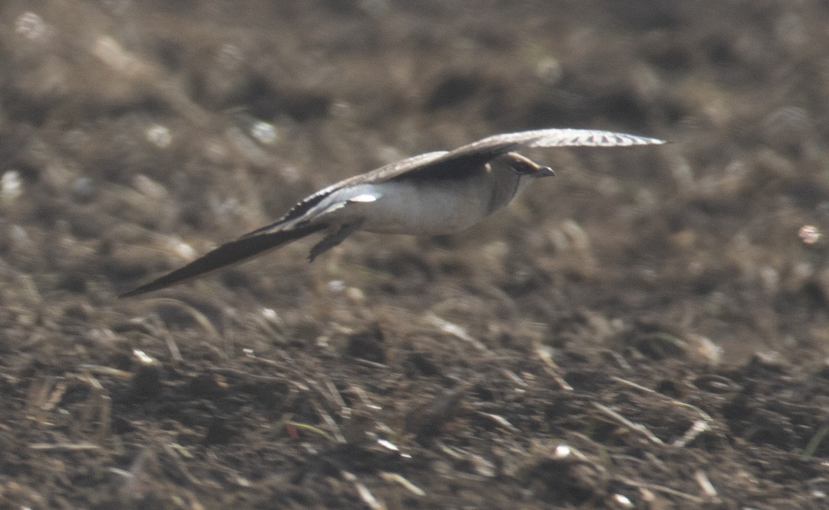 Black-winged Pratincole - Manuel Antonio Suárez Caballero