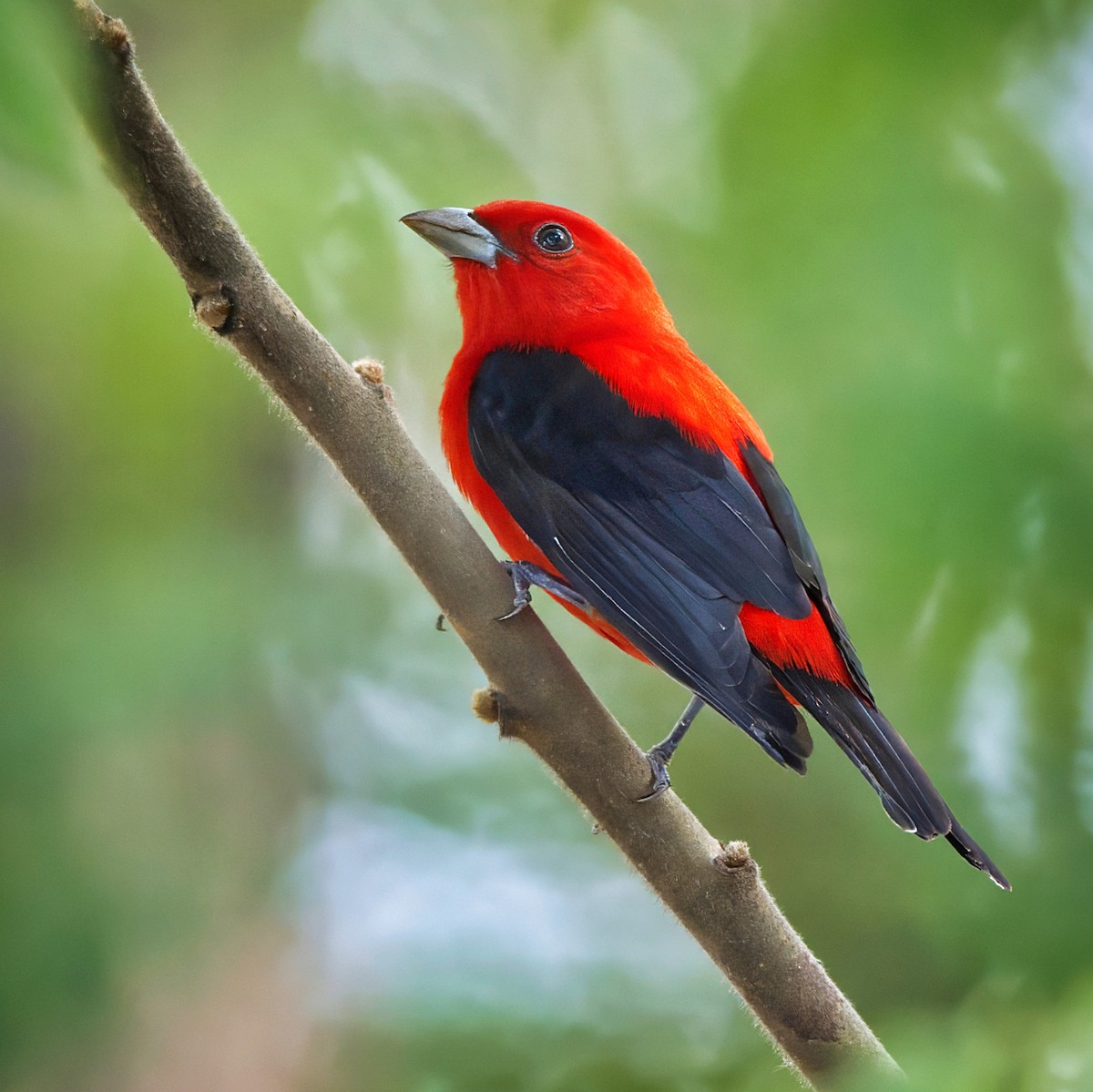 Scarlet Tanager - ML618674002