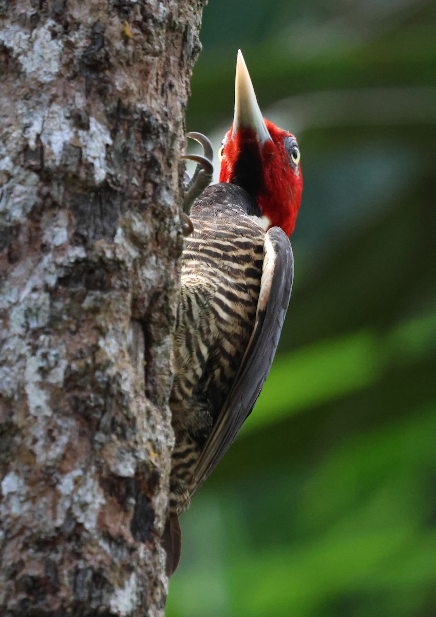 Pale-billed Woodpecker - Sally Veach