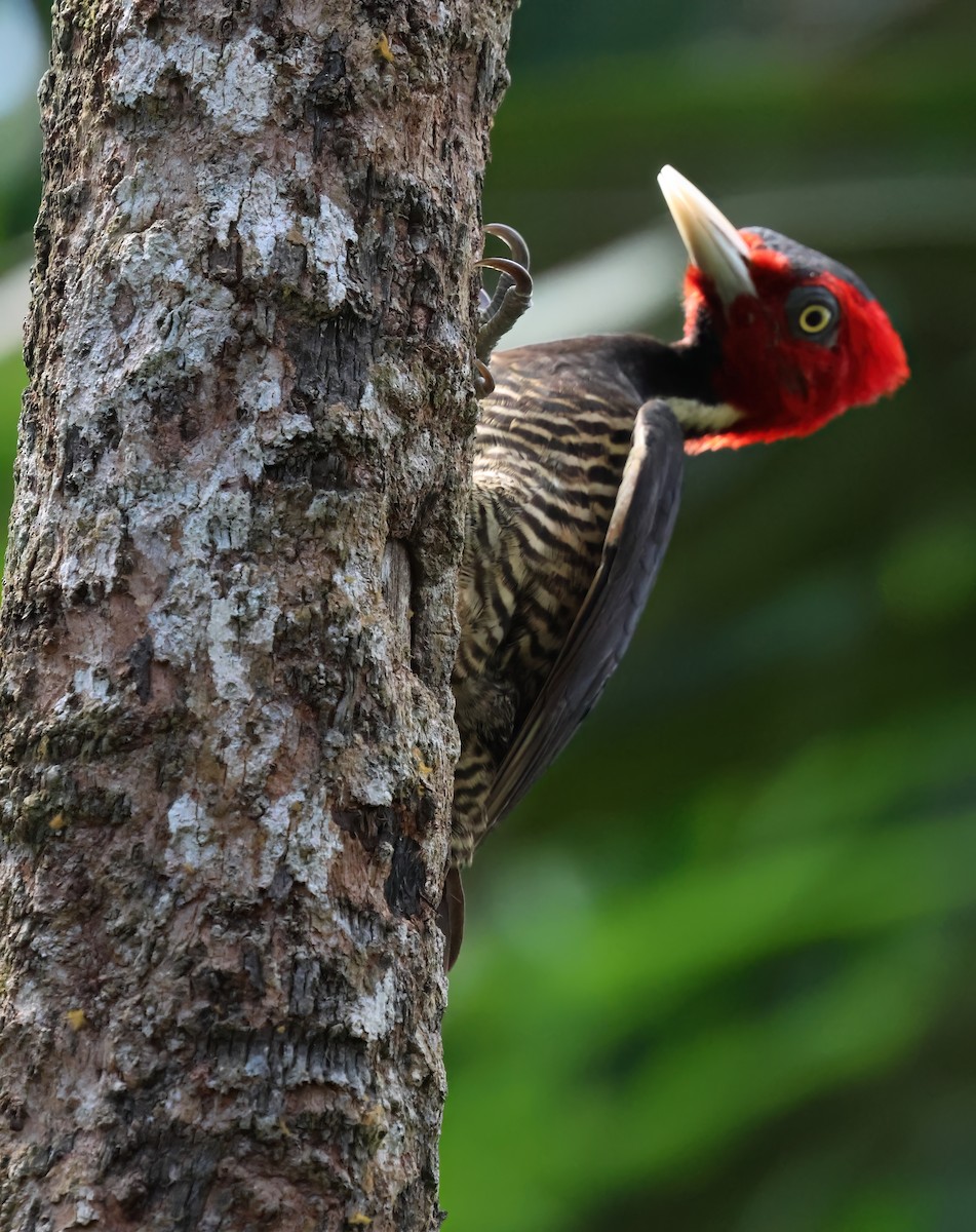 Pale-billed Woodpecker - Sally Veach