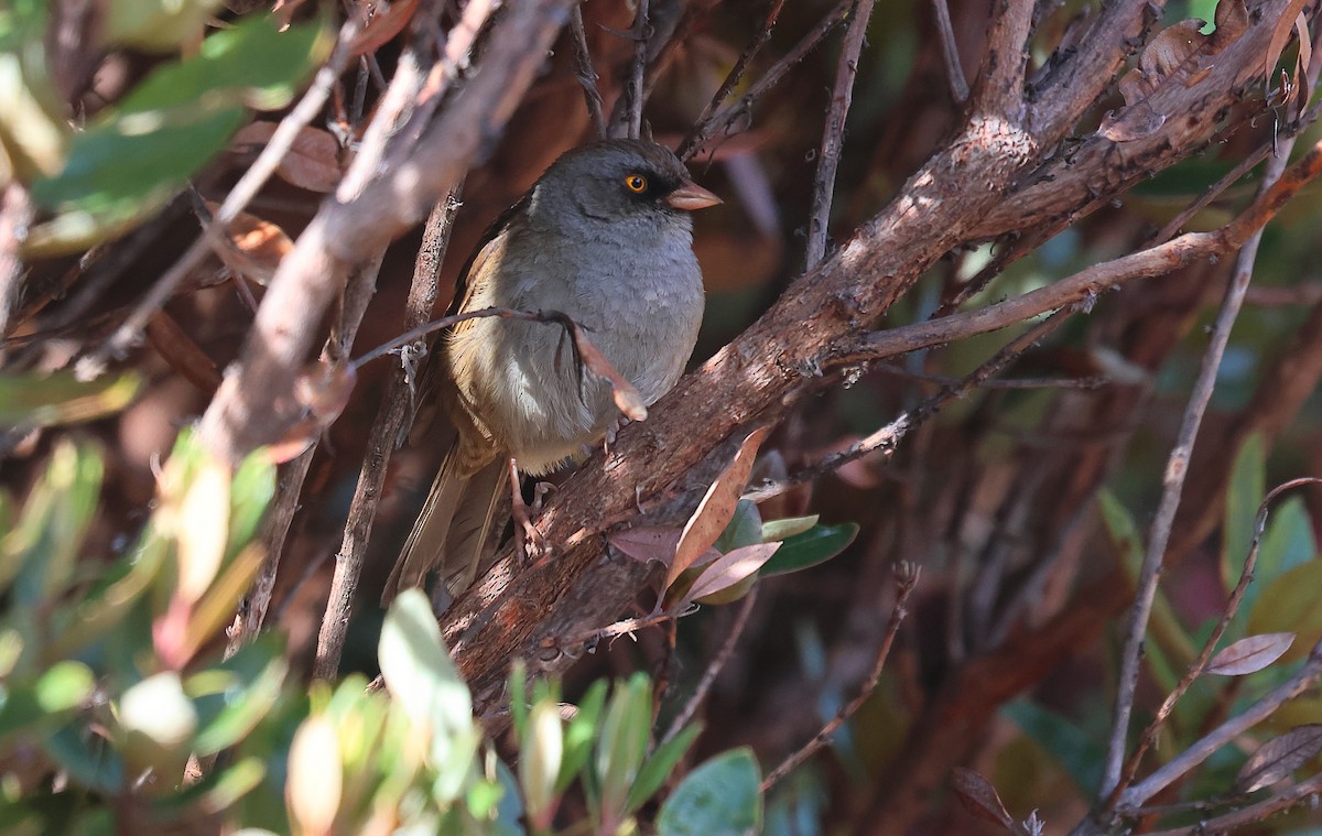 Junco de Los Volcanes - ML618674019