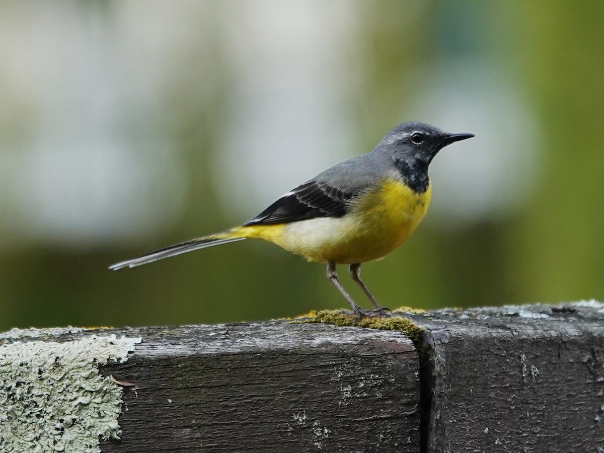 Gray Wagtail - Barry Reed