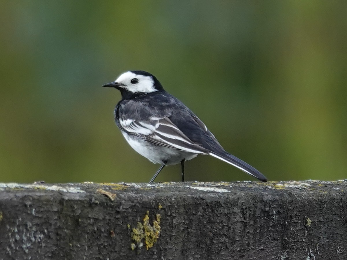 White Wagtail - ML618674024