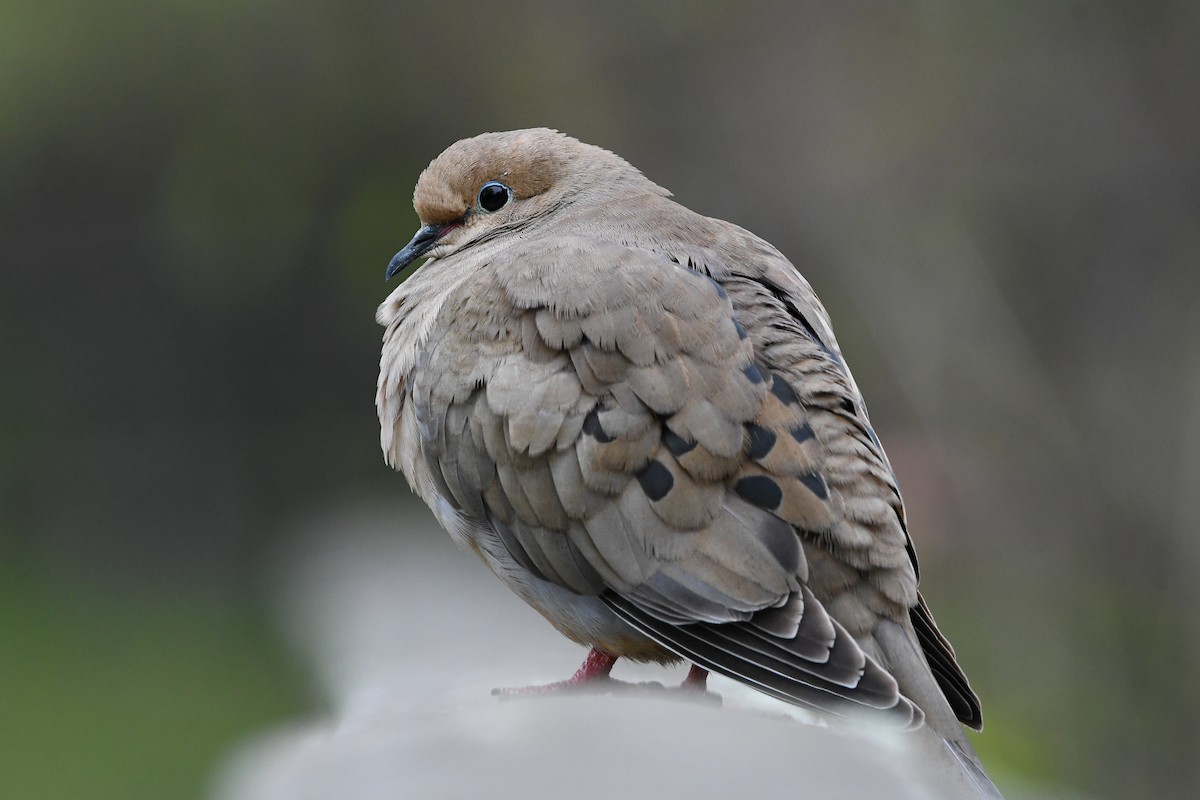 Mourning Dove - ML618674025