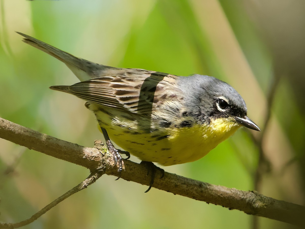 Kirtland's Warbler - ML618674027