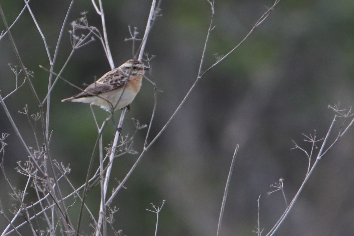 Whinchat - Eric Mozas Casamayor