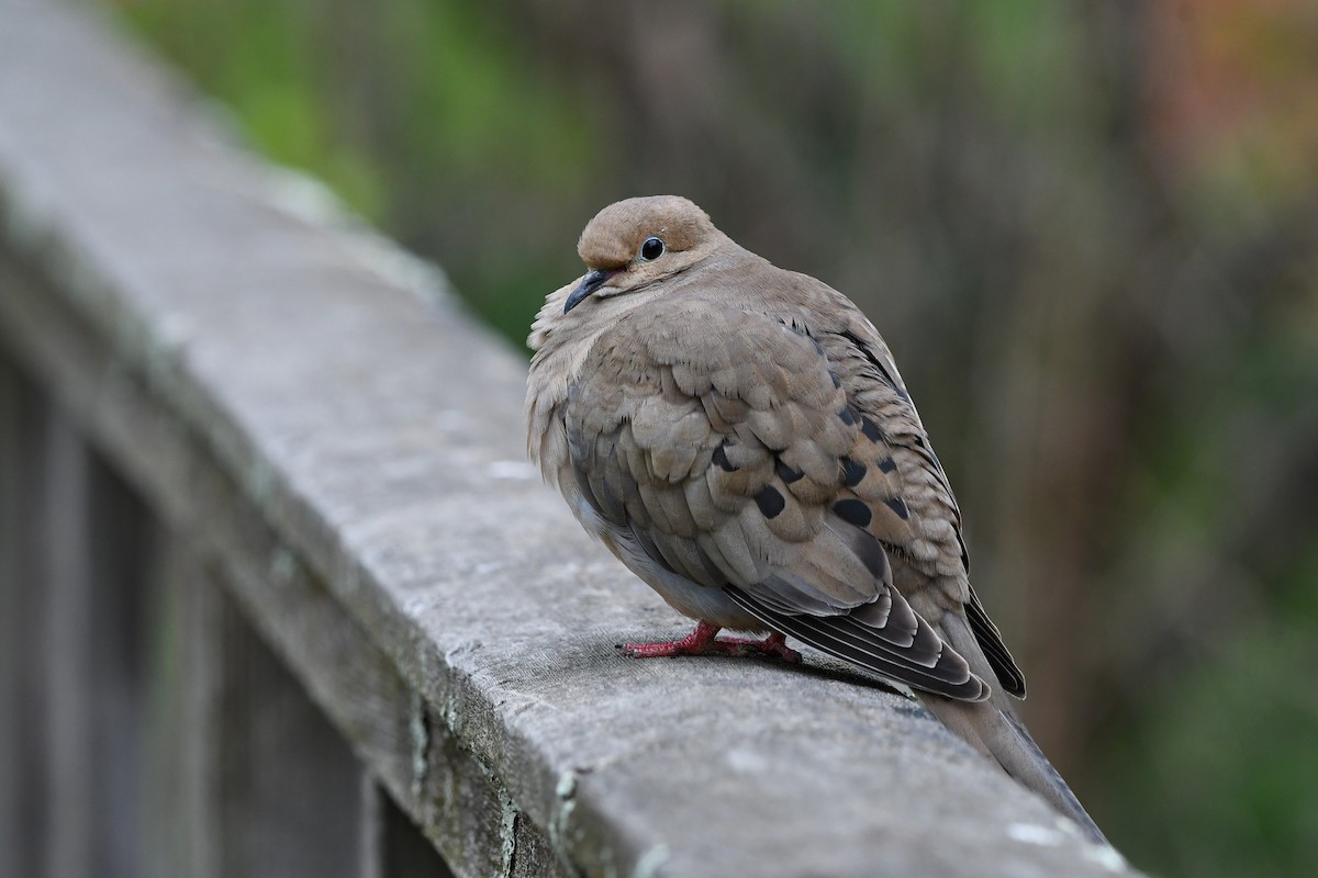 Mourning Dove - ML618674077