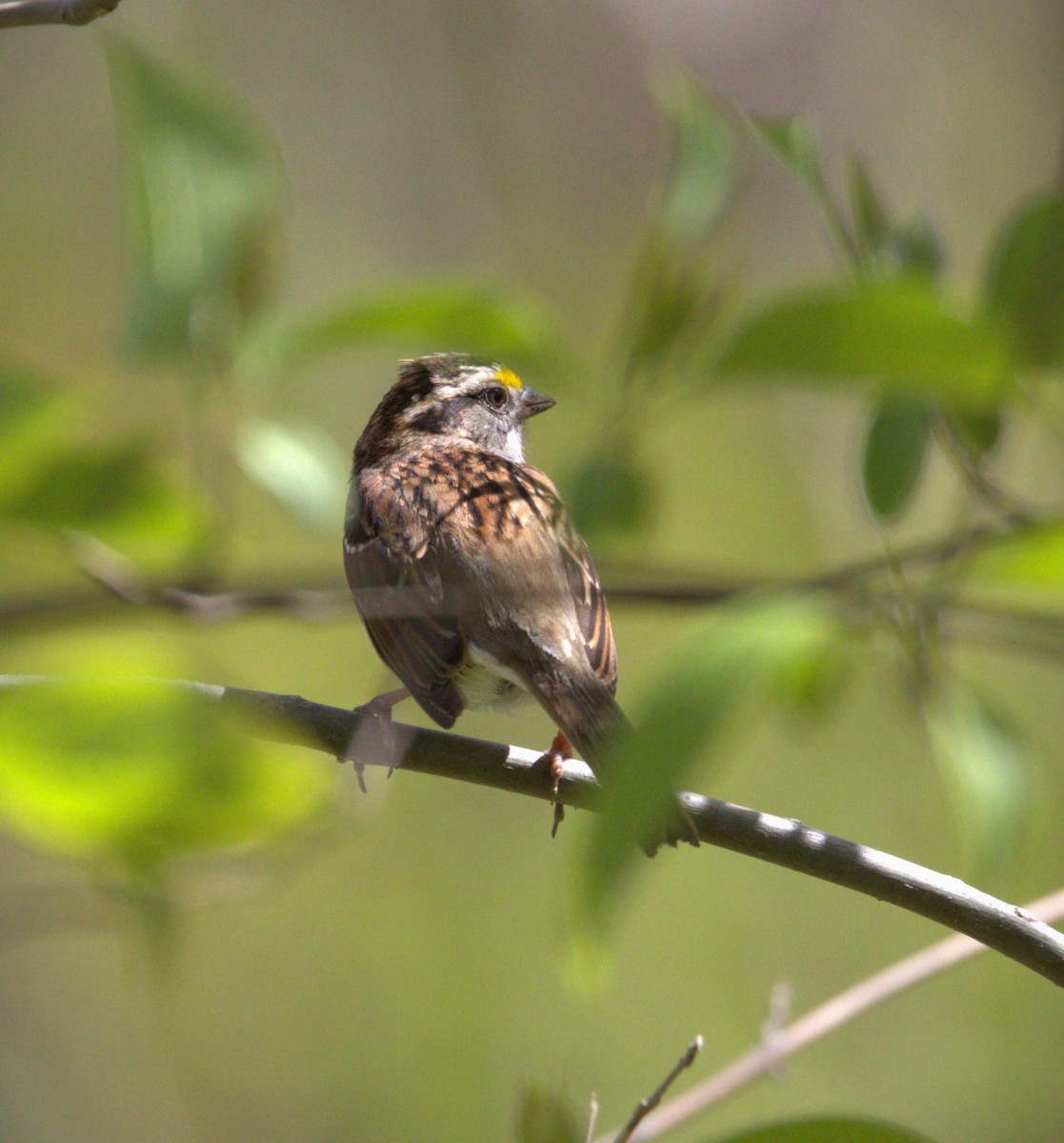 White-throated Sparrow - Nelli Savelieva