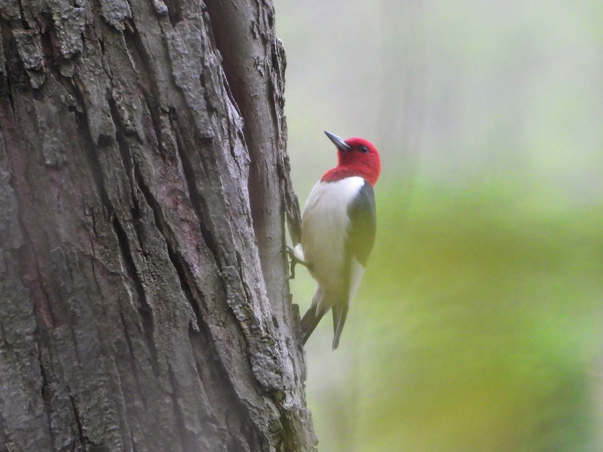 Red-headed Woodpecker - Ken Vinciquerra
