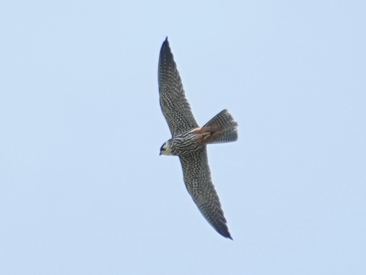 Eurasian Hobby - ML618674117