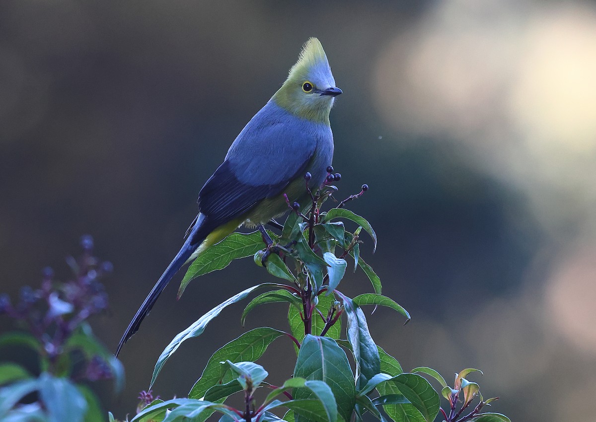 Long-tailed Silky-flycatcher - ML618674126