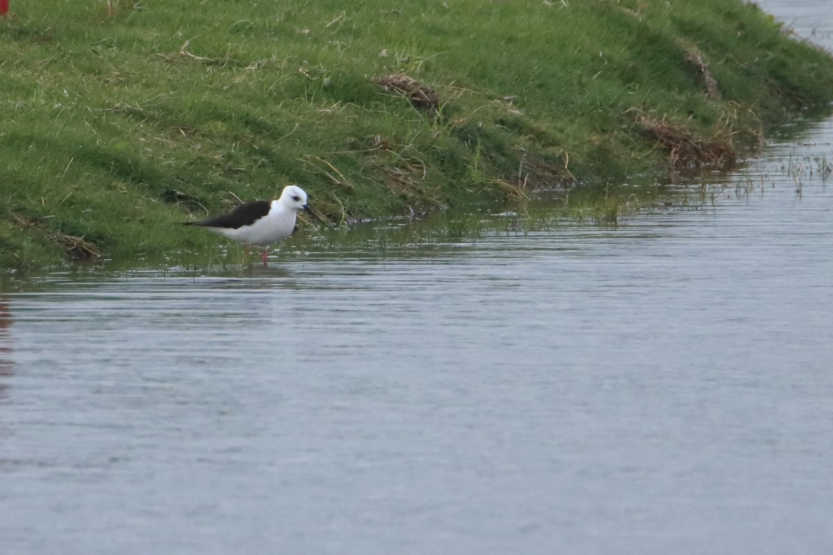 Black-winged Stilt - Eric Mozas Casamayor