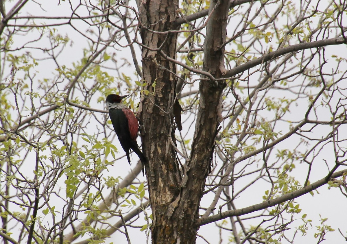 Lewis's Woodpecker - Jared Peck