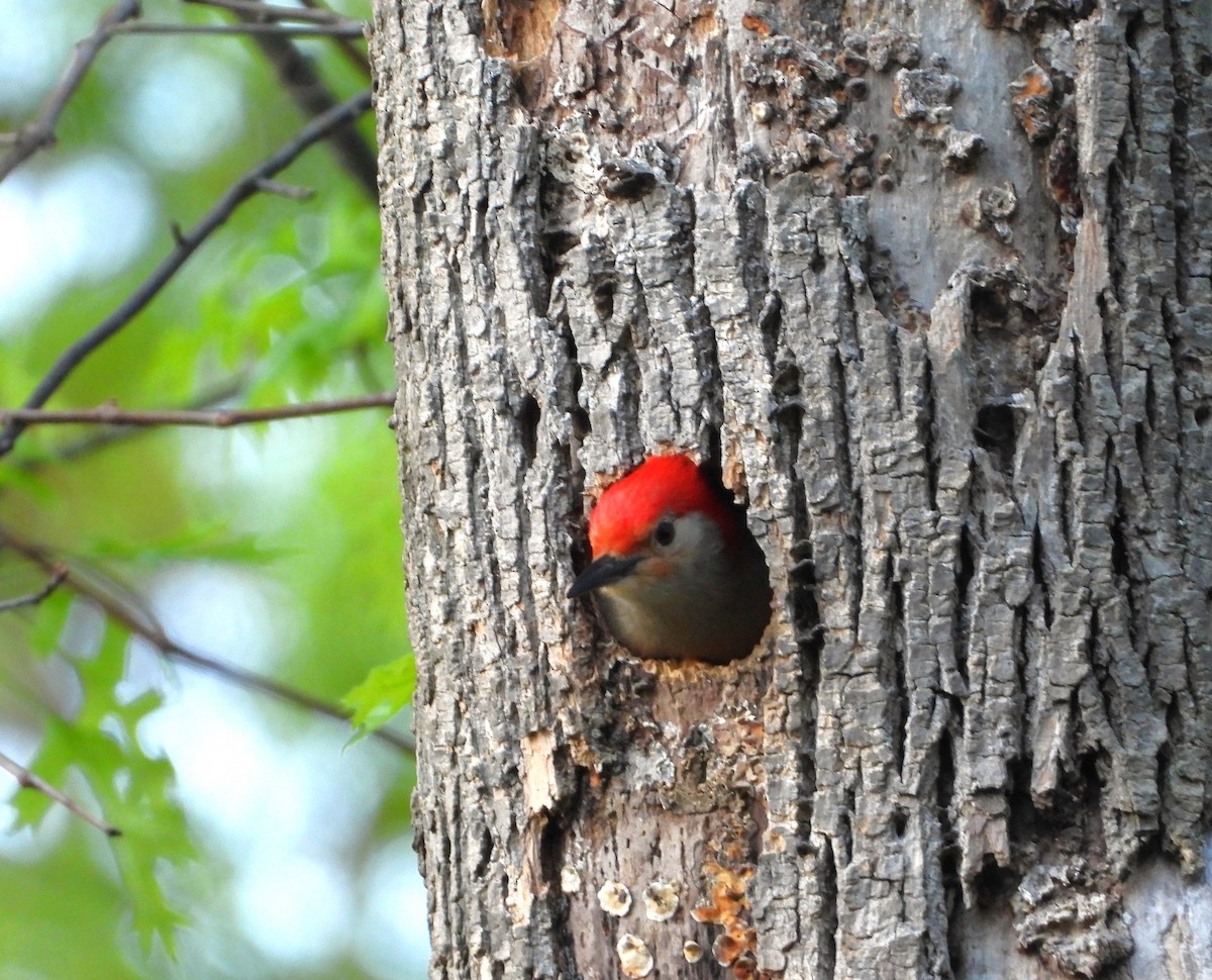 Red-bellied Woodpecker - Ken Vinciquerra