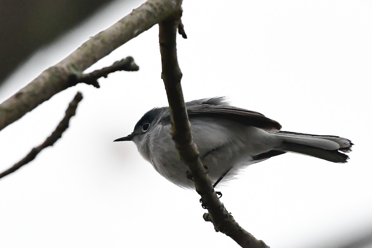 Blue-gray Gnatcatcher - Cristine Van Dyke