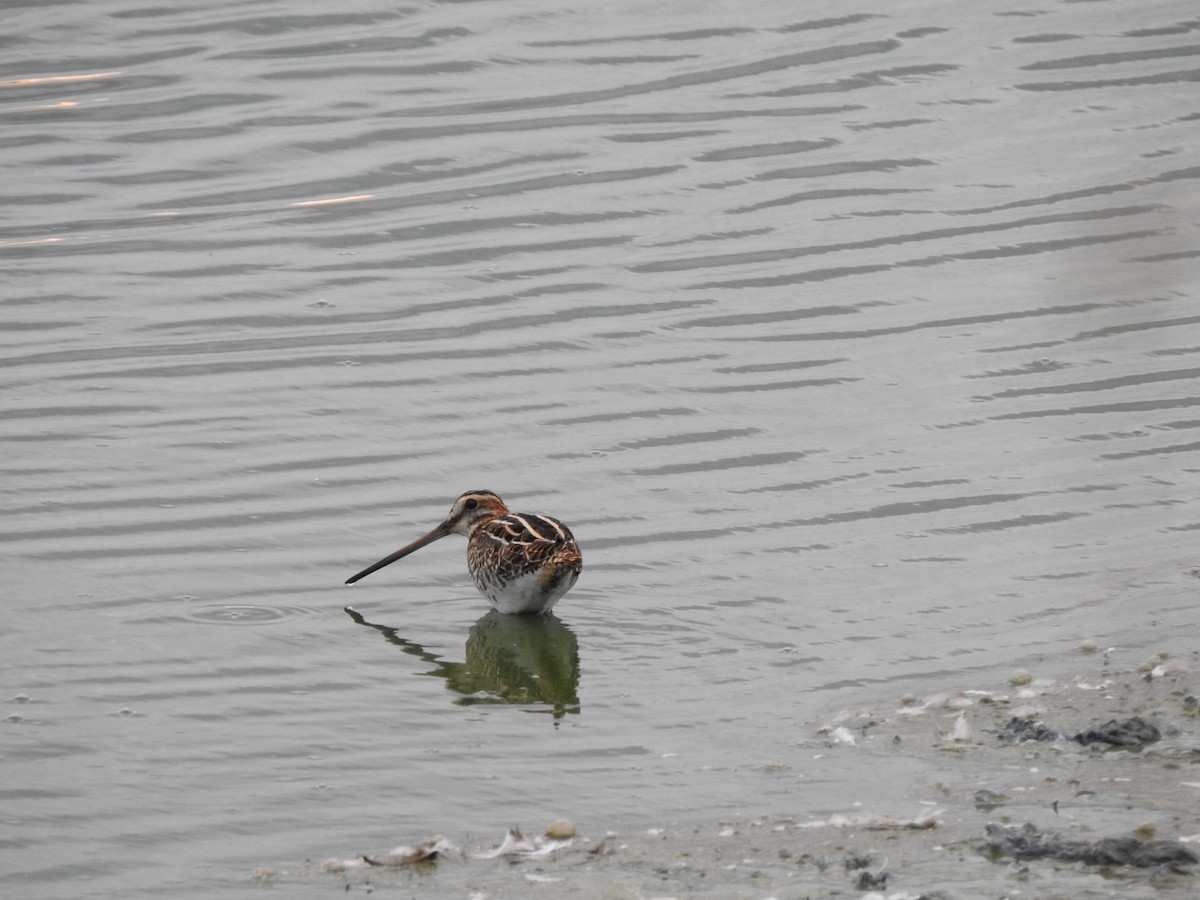 Common Snipe - ML618674240