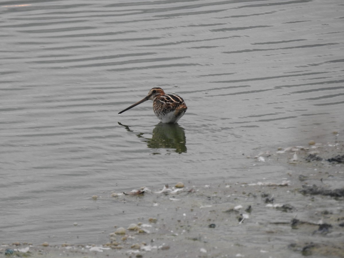 Common Snipe - ML618674241