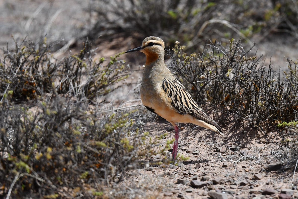 Tawny-throated Dotterel - ML618674249