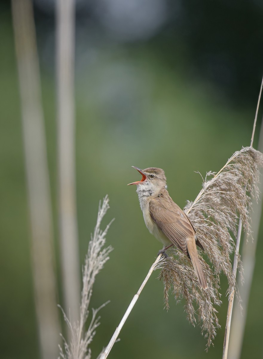 Great Reed Warbler - ML618674257