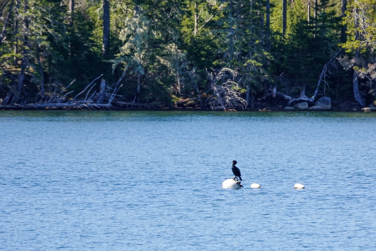 Double-crested Cormorant - ML618674260