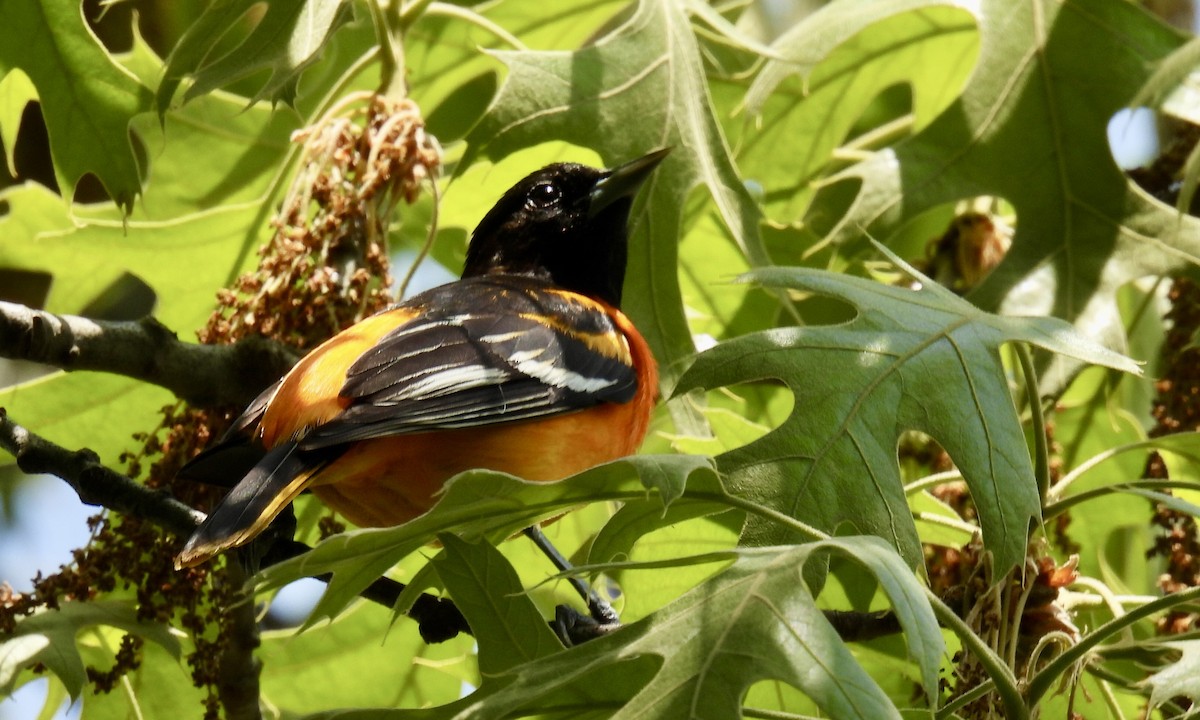 Baltimore Oriole - ML618674289