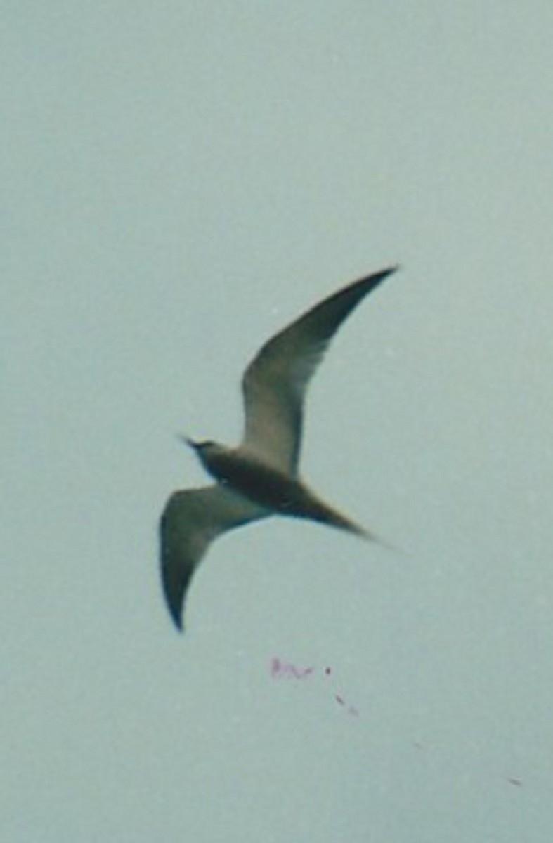 Aleutian Tern - ML618674297