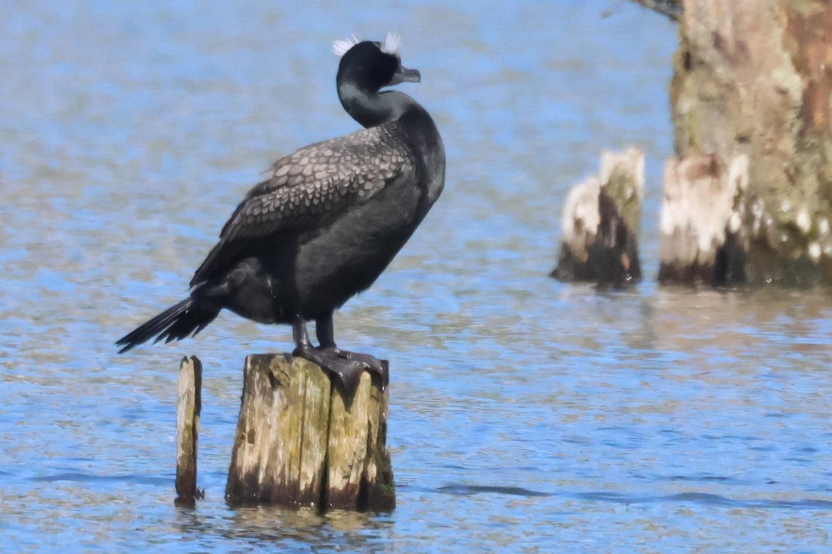 Double-crested Cormorant - Chuck Guilford