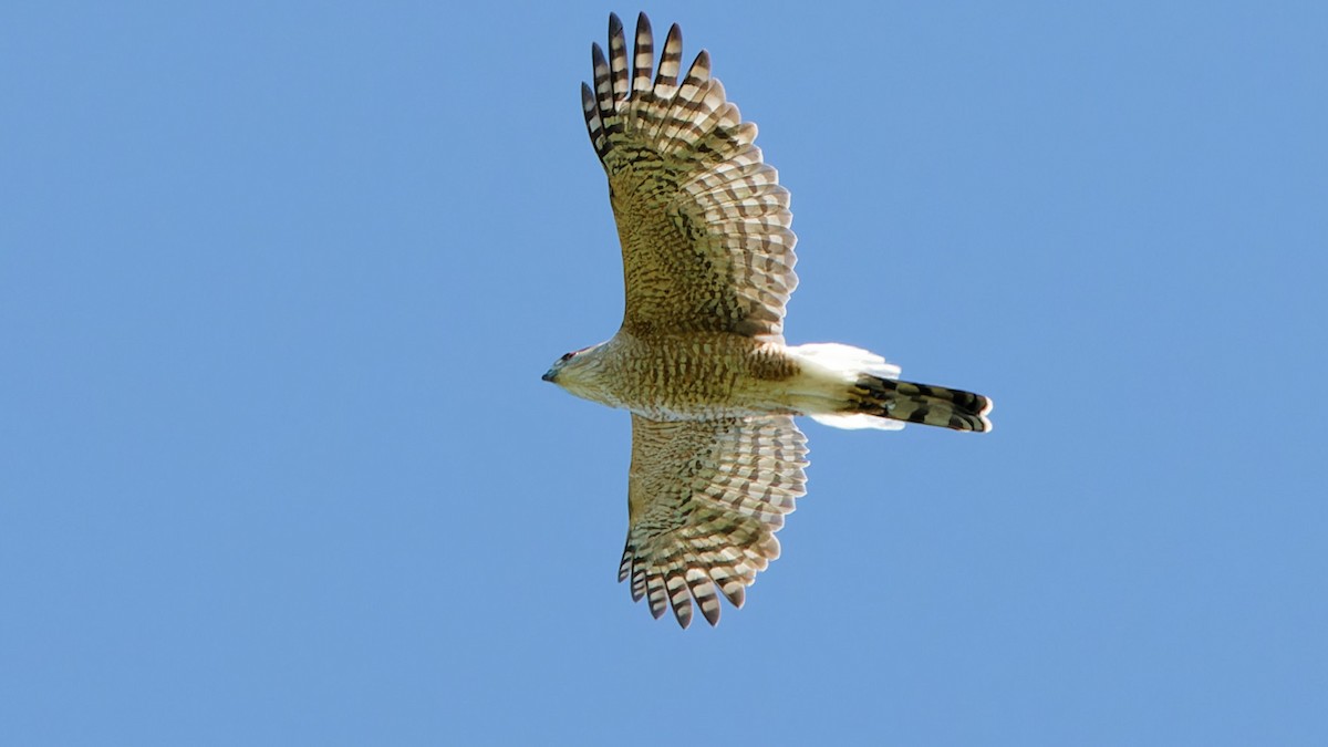 Cooper's Hawk - ML618674490