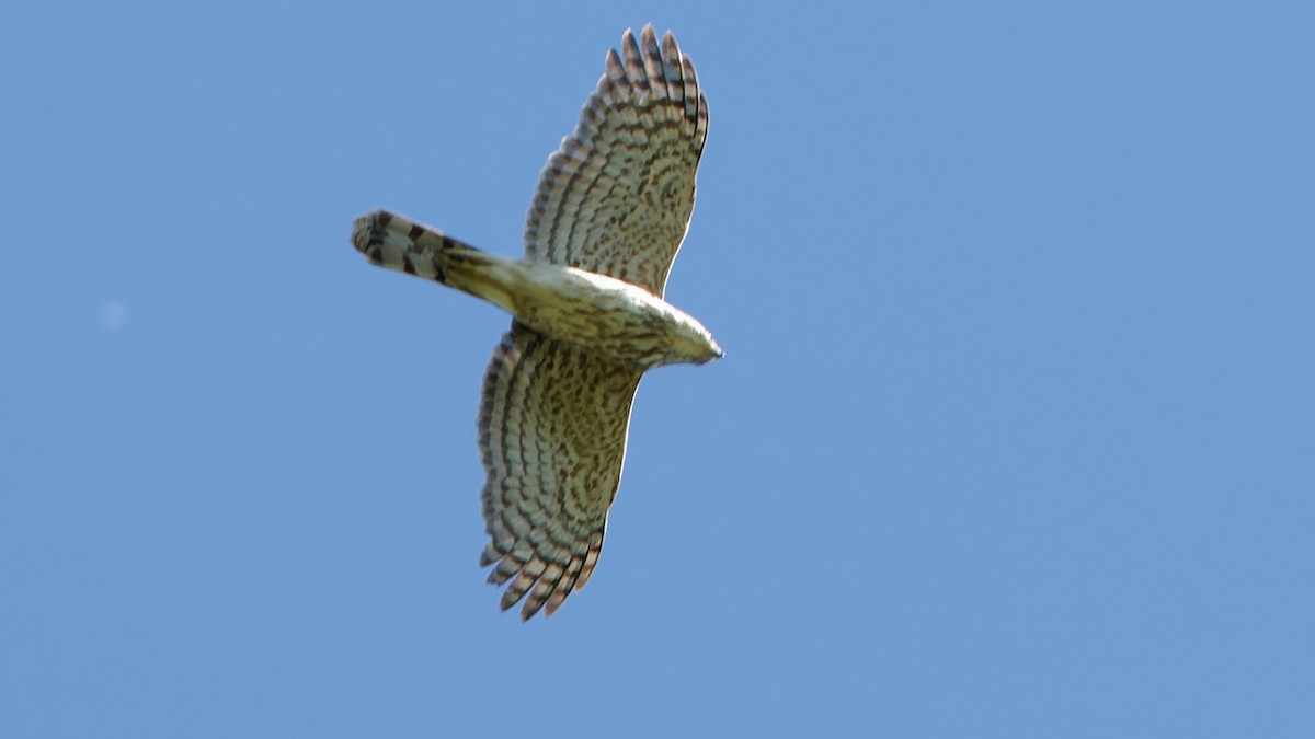 Cooper's Hawk - ML618674491