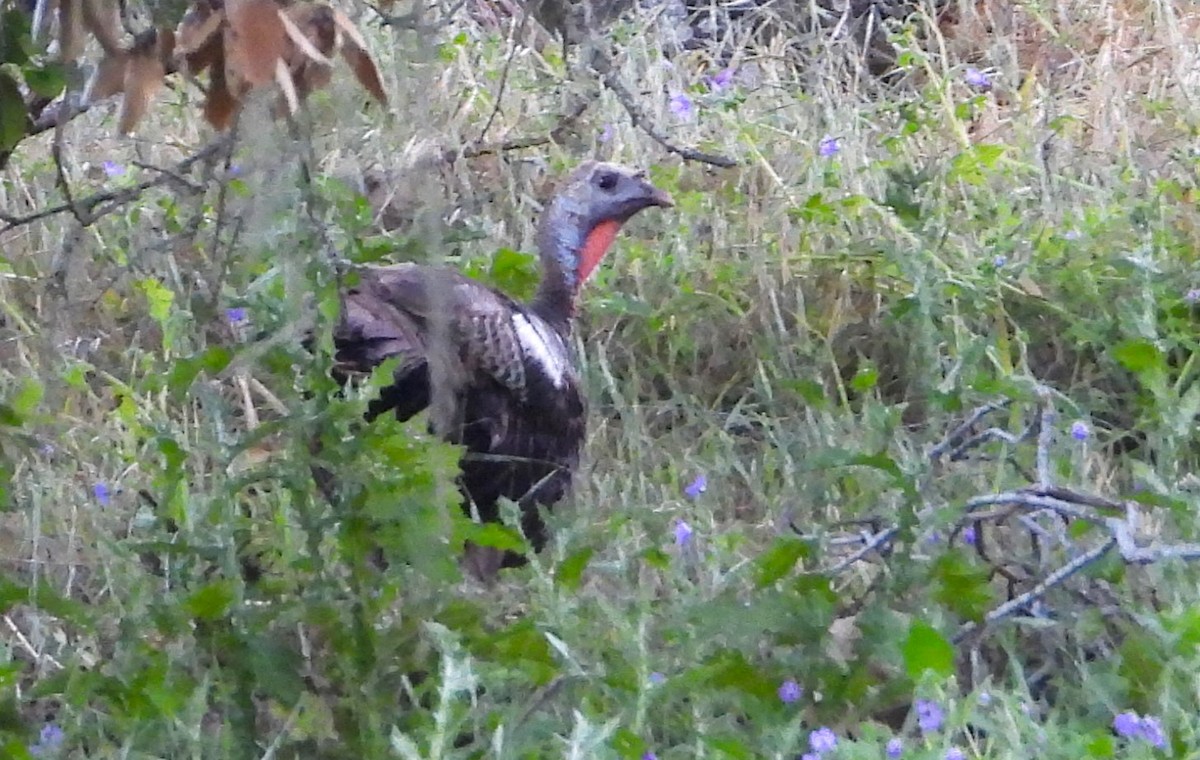 Wild Turkey - ML618674513