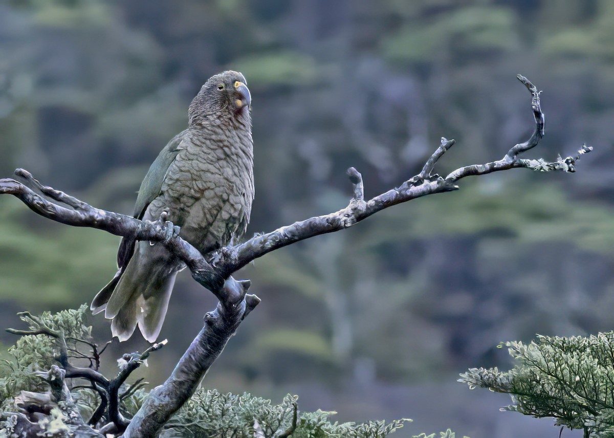 Kea - ML618674550