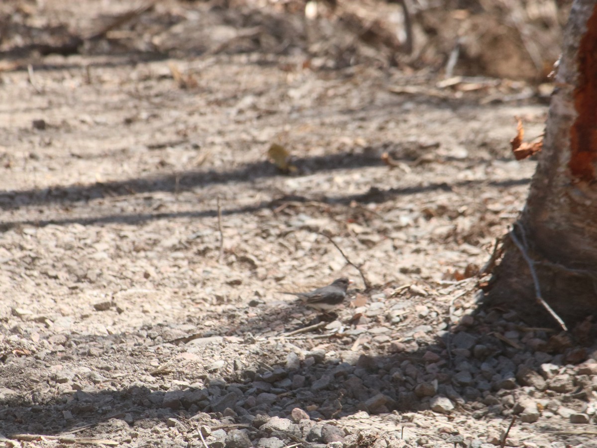 Dark-eyed Junco - John Loch