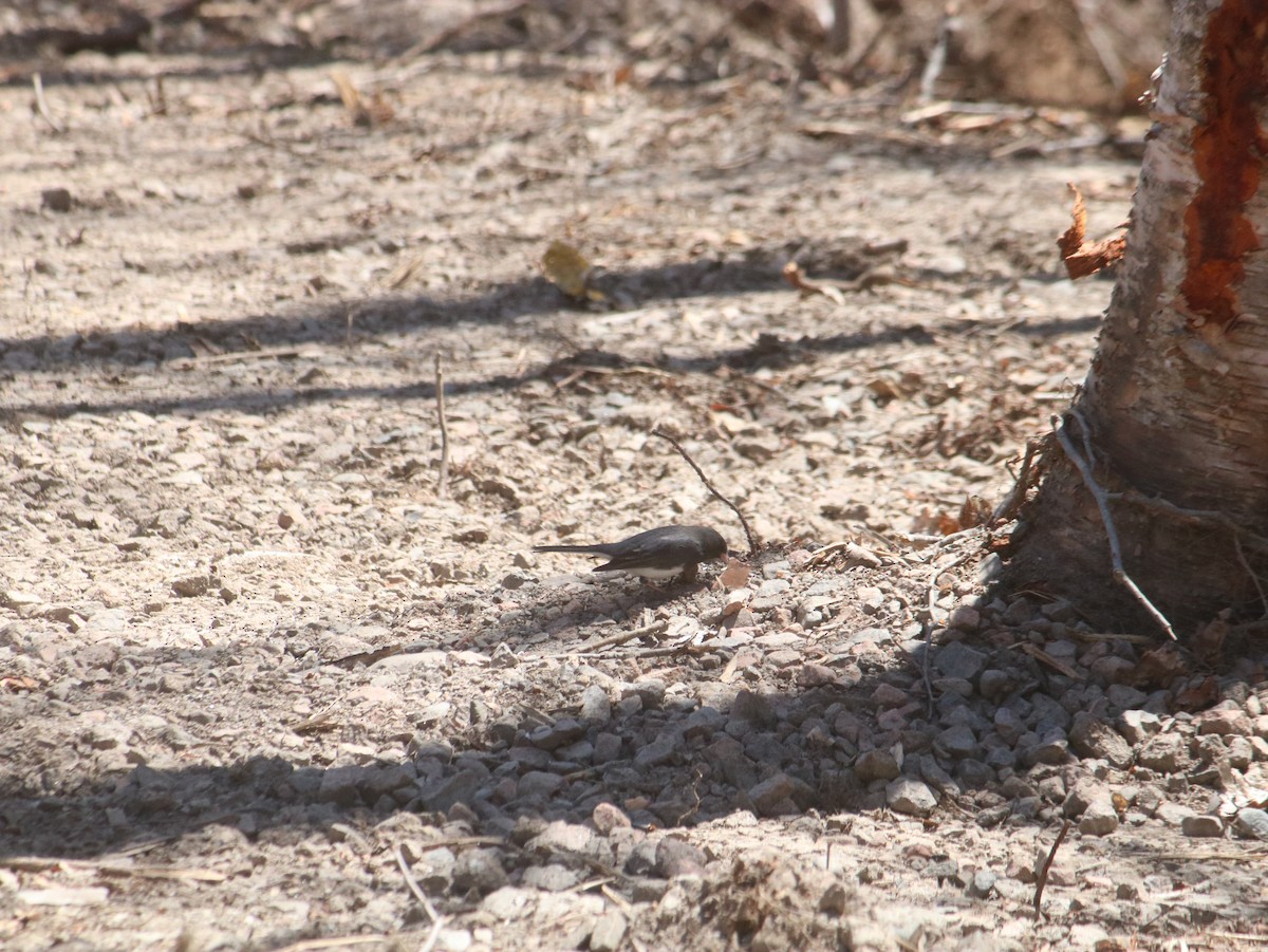 Dark-eyed Junco - John Loch