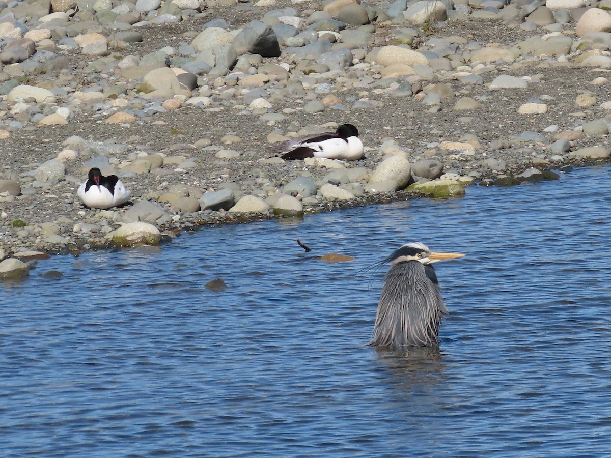 Great Blue Heron - ML618674622