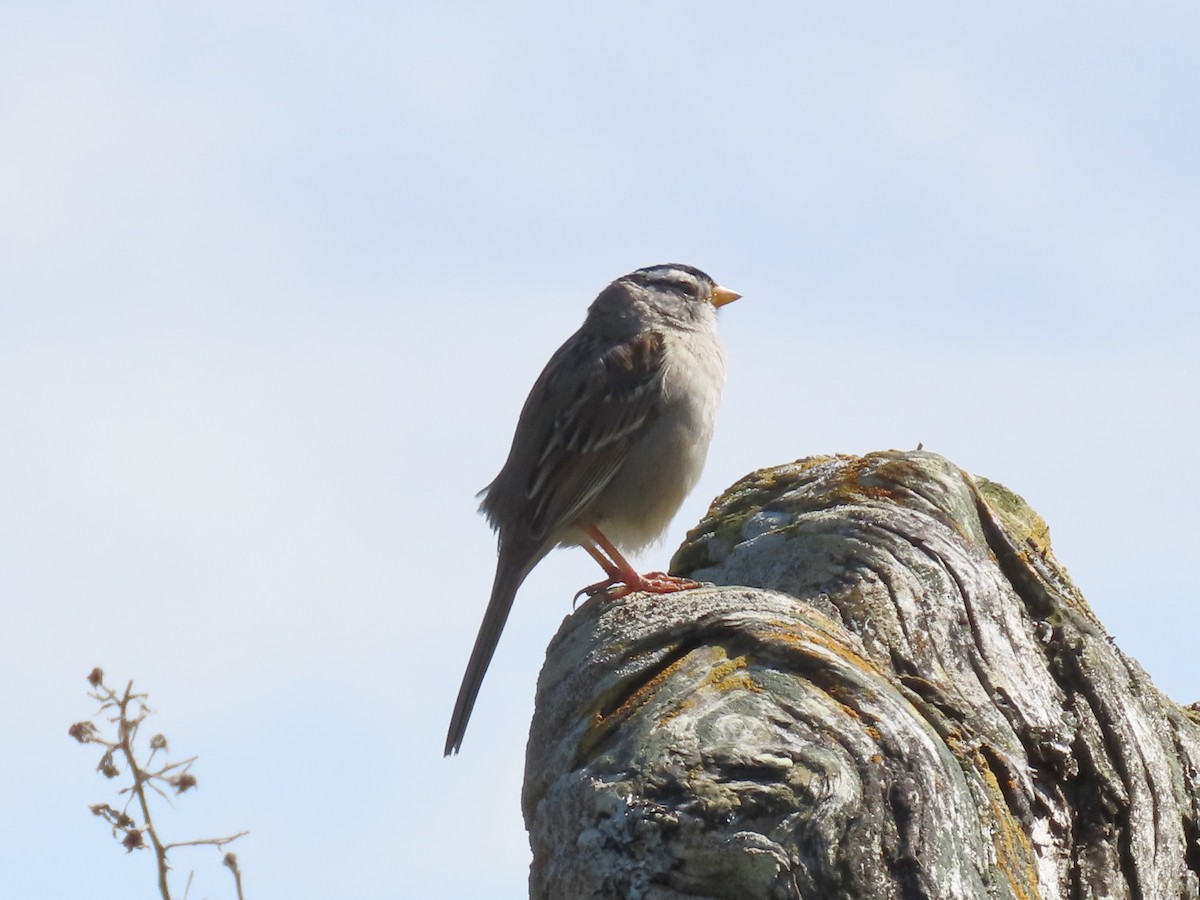 White-crowned Sparrow - Vibeke Pedersen