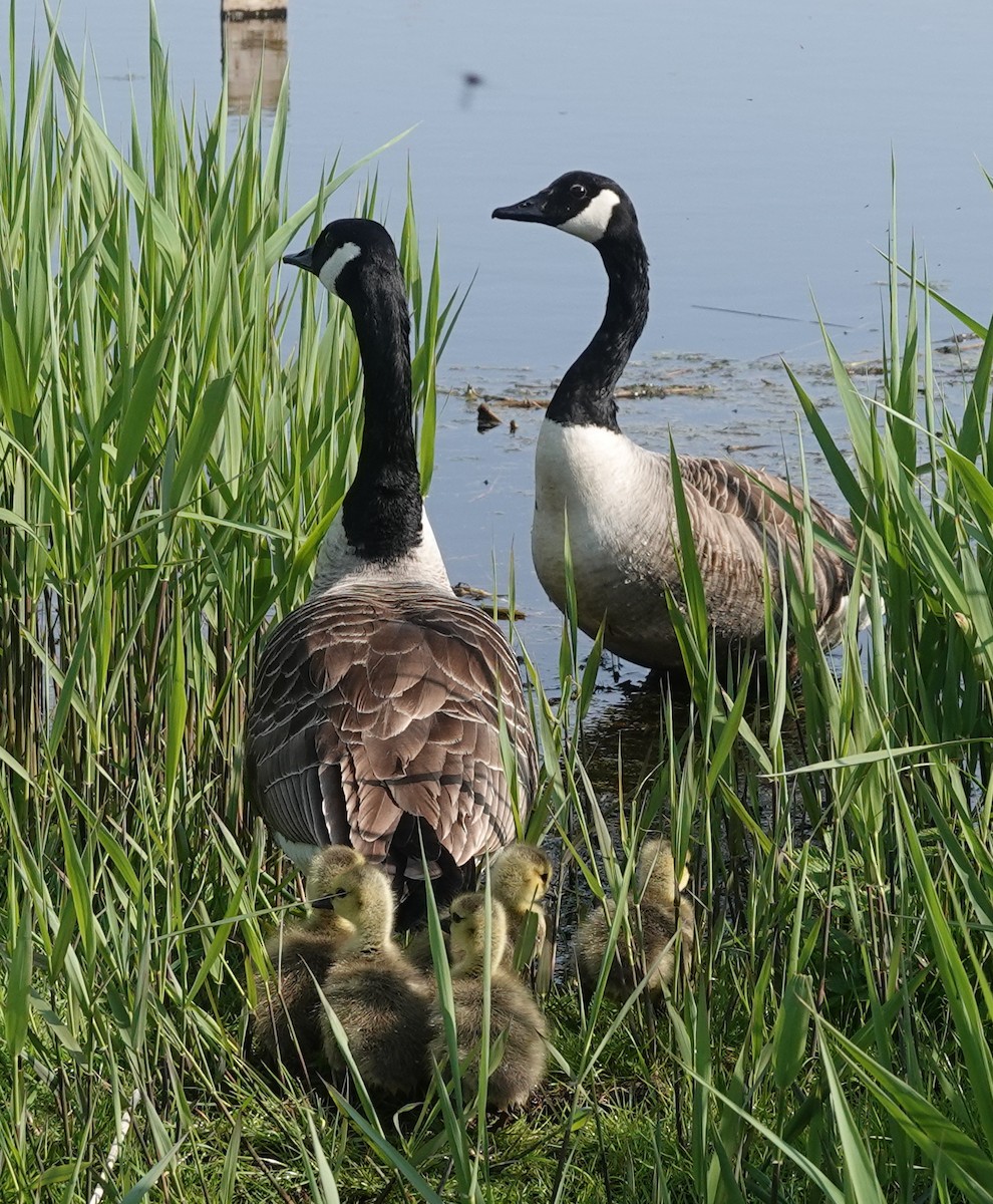 Canada Goose - ML618674653