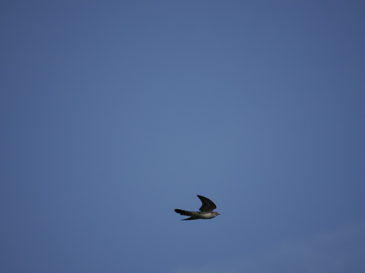 Common Cuckoo - Colin Smith