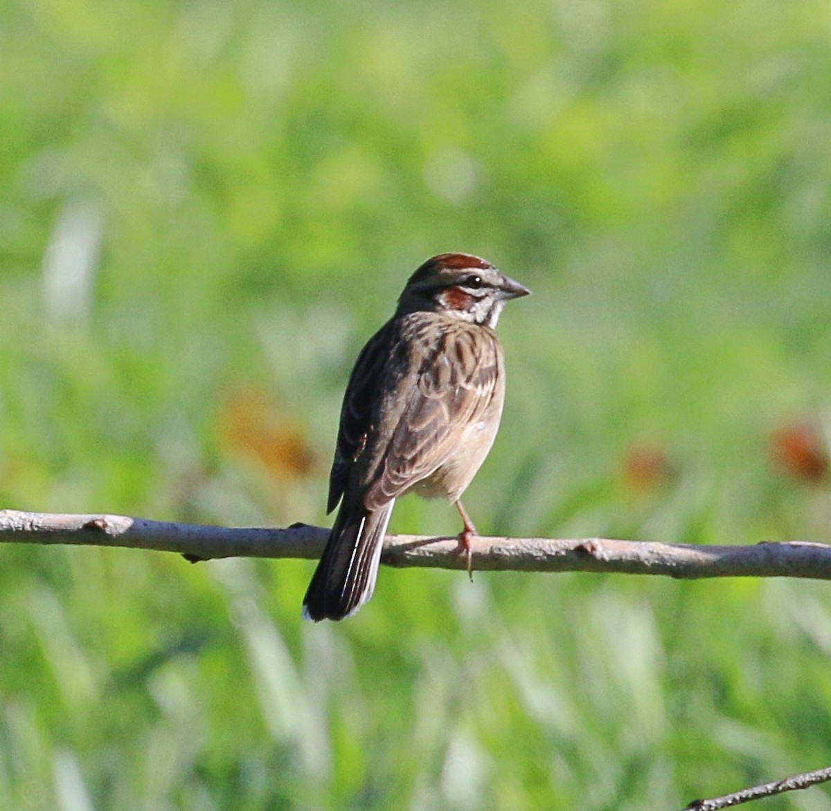 Lark Sparrow - Jeff Pavlik