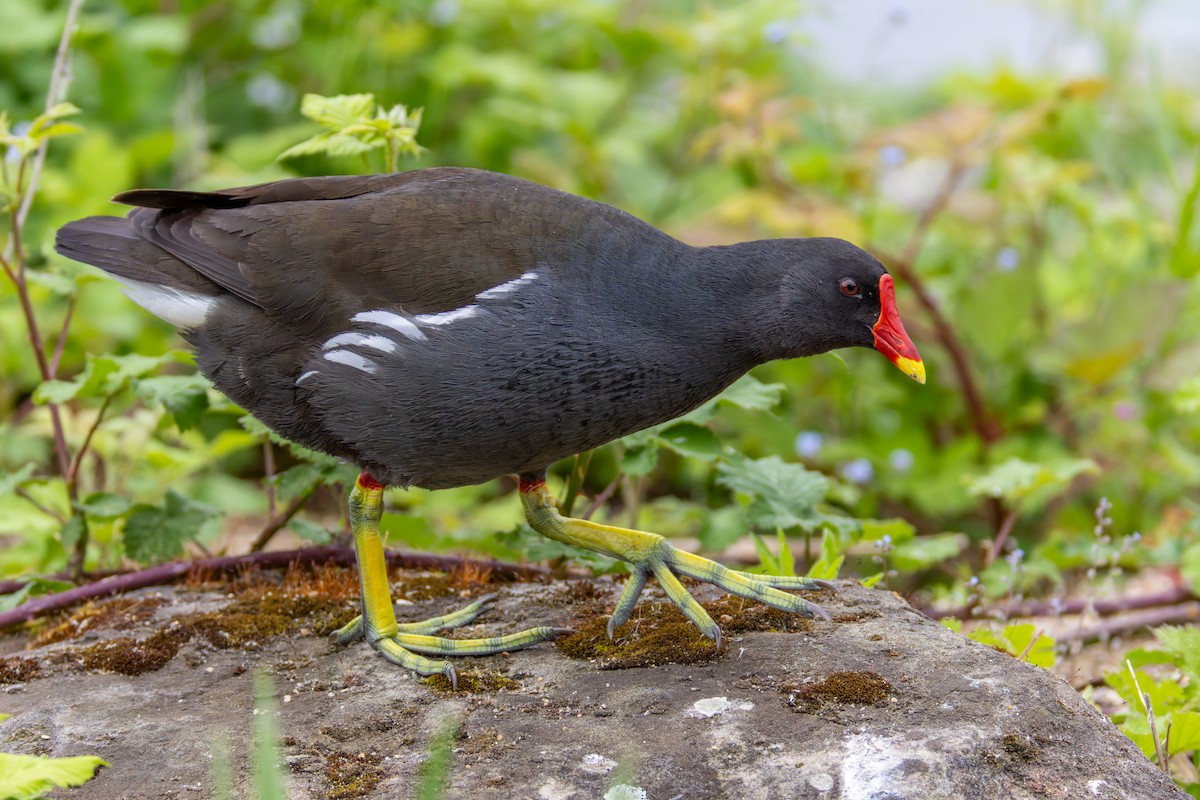 Eurasian Moorhen - ML618674667