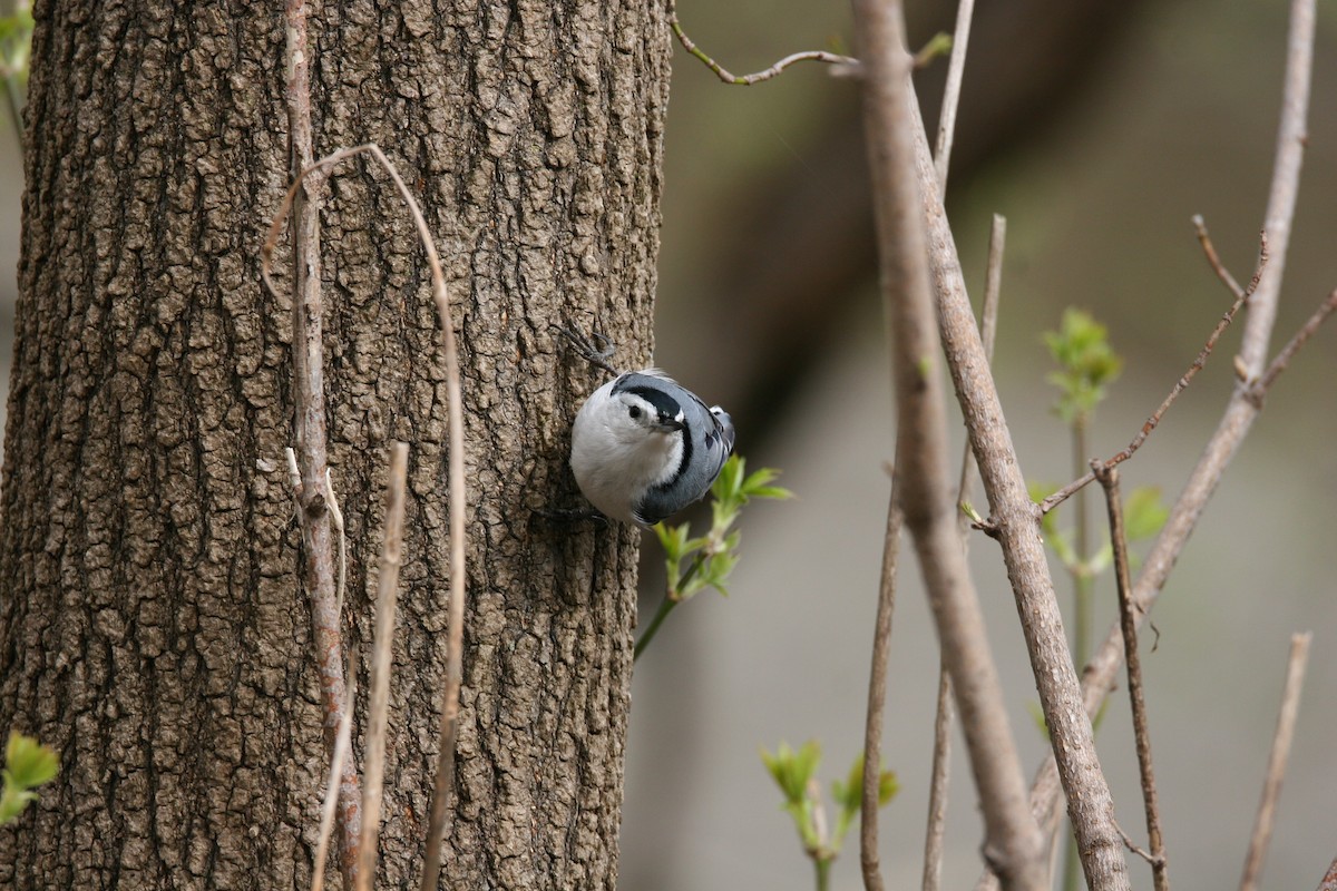 White-breasted Nuthatch - ML618674670