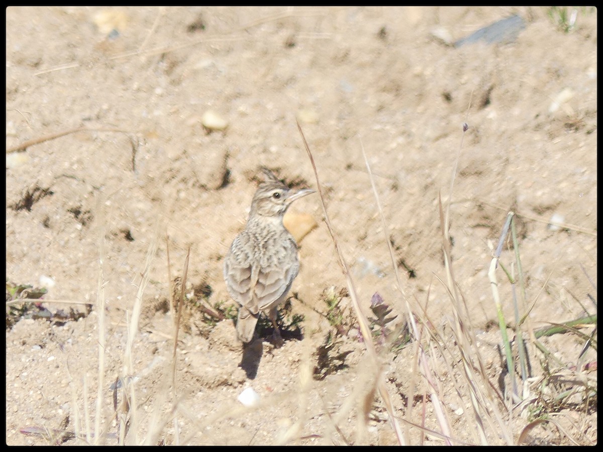 Crested Lark (Crested) - Tino Fernandez