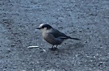 Кукша канадська - ML618674688