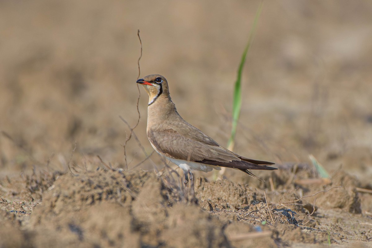 Oriental Pratincole - ML618674694