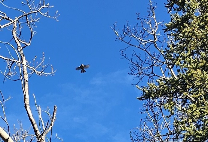 Гаїчка канадська - ML618674696