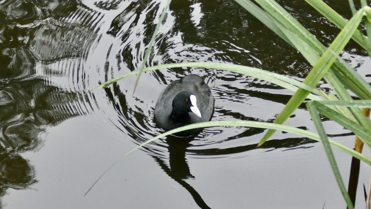 Eurasian Coot - Quentin Brown